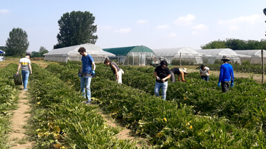 A Milano si pu&ograve; fare la spesa direttamente cogliendo la verdura dall&rsquo;orto della cascina