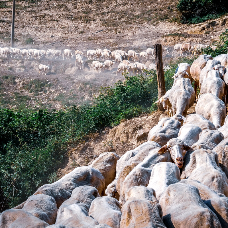 Nelle Marche l&rsquo;allevamento di pecore con caseificio che fa i formaggi per i super chef