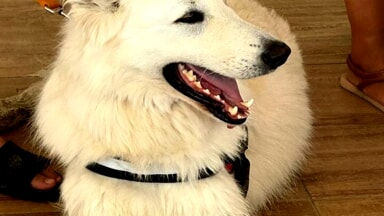 bambini scuola di primo soccorso cinofilo formiamo formazione (14)