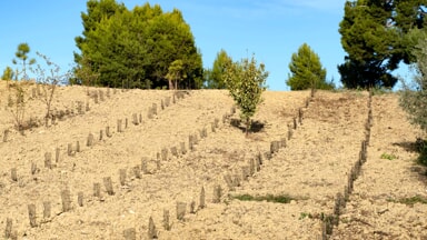 Nasce un bosco urbano a pochi passi da via Celestino V: Fastweb dona mille alberi alla citt&agrave; [FOTO]