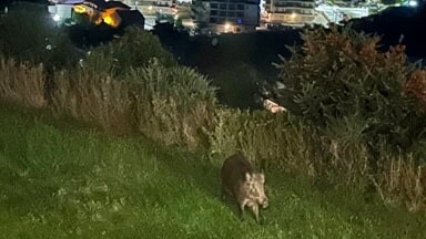 "Abbiamo ormai i cinghiali dentro casa", l'appello di alcune famiglie di strada Colle Pizzuto [FOTO]