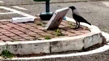 In via Celestino V rifiuti lasciati nei cestini invece che gettati nell'isola ecologica: la denuncia di un cittadino