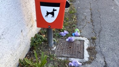 Il cestino &egrave; stracolmo di deiezioni canine e il palo della fermata del bus &egrave; a terra: benvenuti in strada Colle Pineta