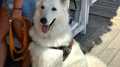 bambini scuola di primo soccorso cinofilo formiamo formazione (17)