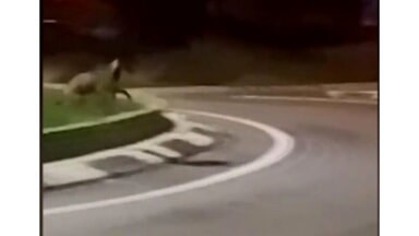 Avvistato anche in via Tirino un lupo, uomo a passeggio col cane rischia l'agguato [VIDEO]