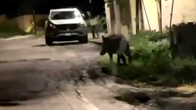 La segnalazione di un cittadino: "Cinghiale a spasso in zona Colle Pineta" [VIDEO]
