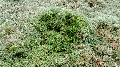 La denuncia di una cittadina: "Erba tagliata nell'area cani in via Einaudi e abbandonata senza essere rimossa"