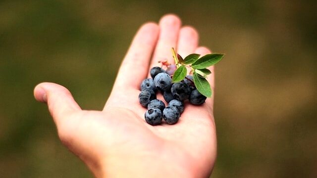 Pianta di mirtillo: come coltivarla in casa partendo dal frutto