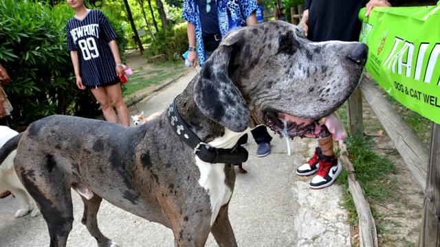 L'alano arlecchino Gunter ha vinto il concorso Miss & Mister Dog 2024