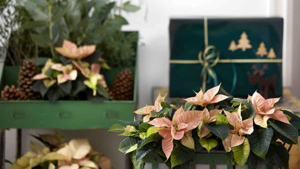 Stella di Natale: come farla vivere a lungo