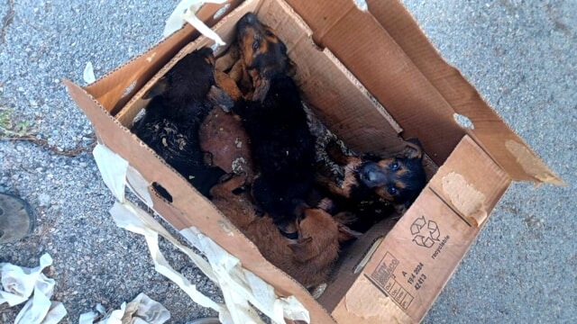 Sette cuccioli di cane abbandonati in uno scatolone: si cerca la mamma e un&rsquo;adozione del cuore