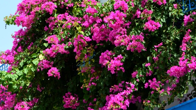 Come potare la bouganville affinch&eacute; sia sempre in salute