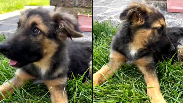 Adozione urgente per cucciolo di simil pastore tedesco