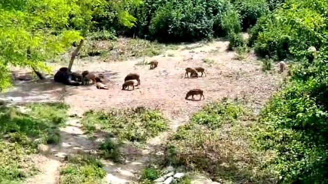 Cinghiali e siccit&agrave;, Abruzzo in Agris chiede l'abbattimento degli ungulati anche nelle aree protette
