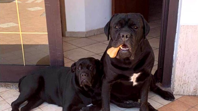 Due cani corso a guardia della loro casa: avvisano i proprietari e dimostrano una condotta impeccabile