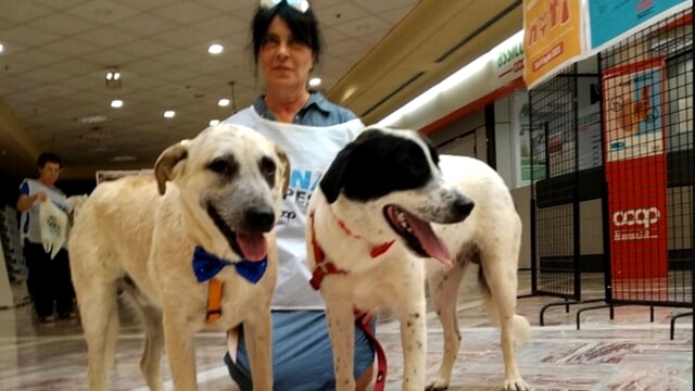 Torna l&rsquo;iniziativa &ldquo;Dona la spesa&rdquo; nei supermercati per aiutare gli animali abbandonati