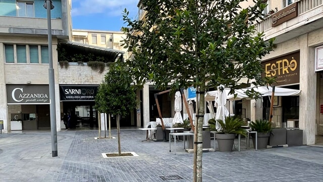 Piantati in piazza Salotto gli alberi donati da un benefattore [FOTO]