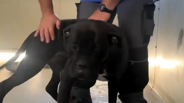 Cane corso femmina da dicembre rinchiusa in un box del canile sanitario: si cerca un&rsquo;adozione