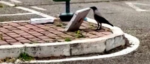 In via Celestino V rifiuti lasciati nei cestini invece che gettati nell'isola ecologica: la denuncia di un cittadino