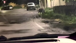 La segnalazione di un cittadino: "Cinghiale a spasso in zona Colle Pineta" [VIDEO]
