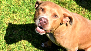 La rabbia di una lettrice di Porta Nuova: "Il mio cagnolino azzannato e ucciso da un pitbull libero senza controllo"