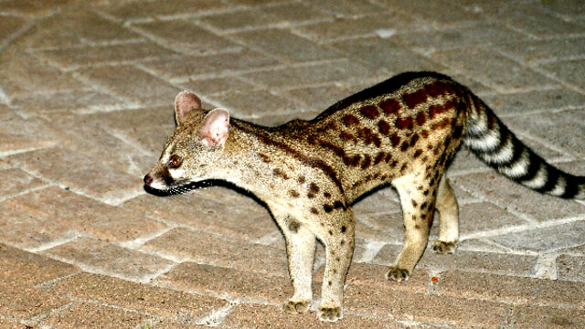 Cos&rsquo;&egrave; la genetta: tutto quello che bisogna conoscere su questa specie selvatica