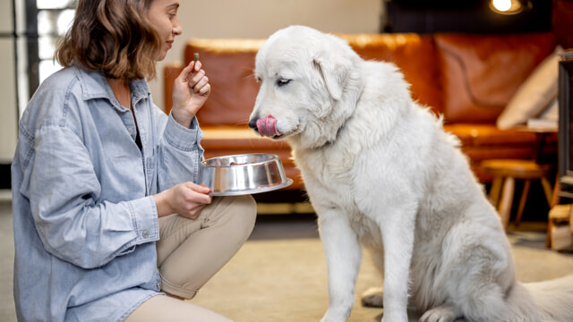 Cani e alimentazione: quali sono i cibi tossici e quelli non pericolosi per Fido