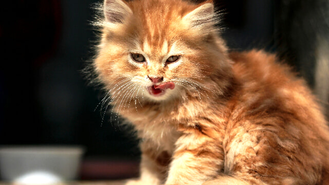 Cibi tossici per i gatti: quali sono e come evitarli