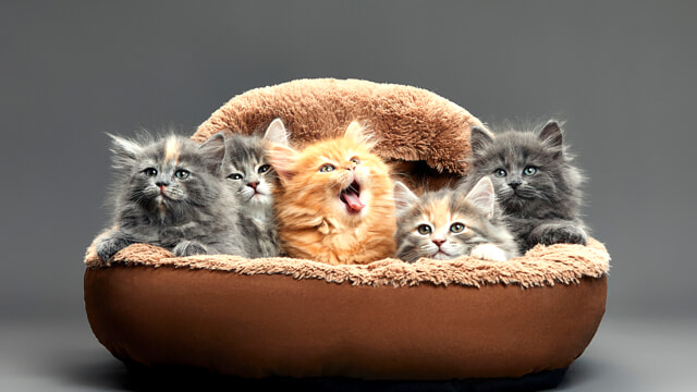 Quali sono i gatti pi&ugrave; longevi? Scopriamo i risultati di una ricerca