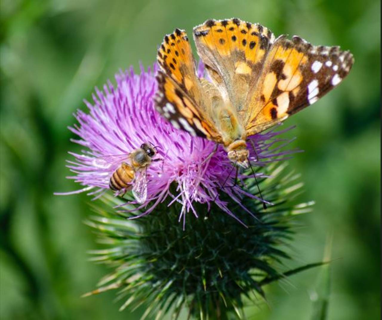 Tutelare la biodiversit&agrave;: incentivi con i crediti di biodiversit&agrave;