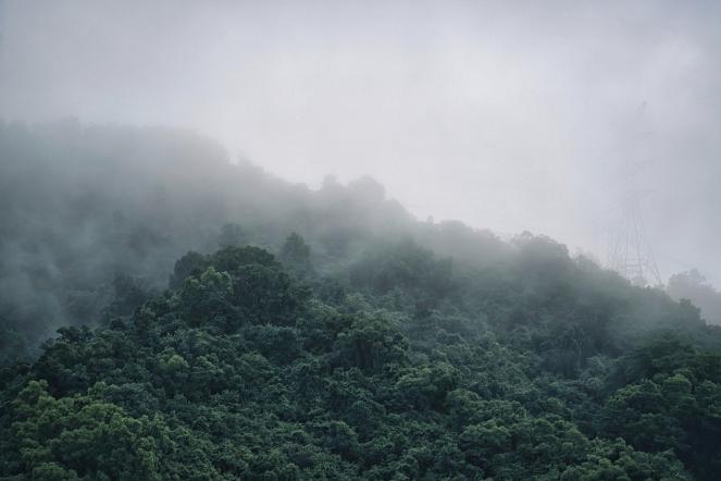 Quando sulla Terra piovve per milioni di anni. L'evento pluviale del Carniano