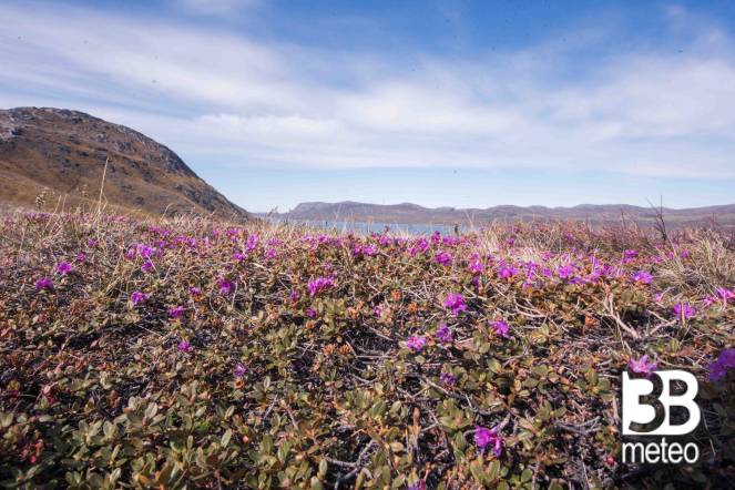 Esplorazione della tundra di Kangerlussuaq alla ricerca del bue muschiato e delle renne