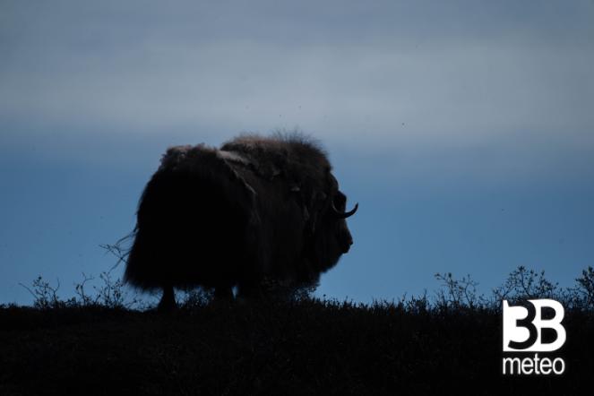 Un bue muschiato nella tundra groenlandese