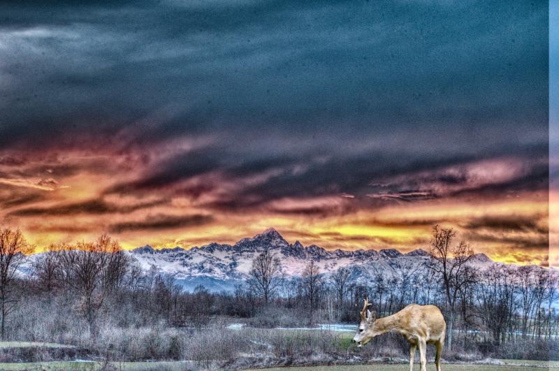 capriolo e tramonto sul monviso
