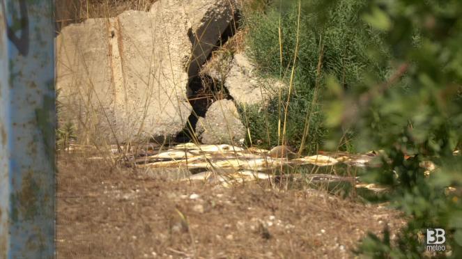 Cronaca diretta - Laguna Orbetello, biologo: è un fenomeno che si chiama distrofia. Video
